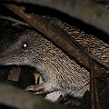 Northern Brown Bandicoot<br />Canon EOS 7D + EF300 F2.8L III  + SPEEDLITE 580EXII