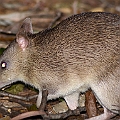 Long-nosed Bandicoot<br />Canon EOS 7D + EF400 F5.6L + SPEEDLITE 580EXII + Better Beamer