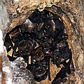 Bats are back (Bare-rumped Sheathtail Bats confirmed) on 06-01-2012<br />Canon EOS 7D + EF70-200 F4L IS + EF1.4xII + SPEEDLITE 580EXII