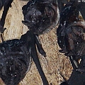 Bare-rumped Sheathtail Bat on 12-01-2012 Bare patches in the back<br />Canon EOS 7D + EF300 F2.8L III + EF1.4xII + Speedlite 580EXII + Speedlite 430