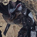 Bare-rumped Sheathtail Bats on 12-01-2012 Attention to the arrow, the wing has a whilte patch underneath<br />Canon EOS 7D + EF300 F2.8L III + EF1.4xII + Speedlite 580EXII + Speedlite 430