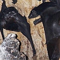 Bare-rumped Sheathtail Bats on 14-01-2012<br />Canon EOS 7D + EF300 F2.8L III + EF1.4xII + Speedlite 580EXII + Speedlite 430