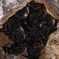 Bare-rumped Sheathtail Bats still there in May (last year they were gone)<br />Canon EOS 7D + EF400 F5.6L + SPEEDLITE 580EXII + Better Beamer