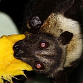 Spectacled Flying-fox with a mango seed<br />Canon EOS 7D + EF400 F5.6L + SPEEDLITE 380 + Better Beamer