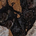 Bare-rumped Sheathtail Bats counted 10 (possibly a lot more). They came back in January same as the last year 2012<br />Canon EOS 7D + EF400 F5.6L + SPEEDLITE 580EXII + Better Beamer