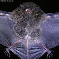 Large-footed Myotis (Mayotis macropus) caught by a harp trap in Pandanus forest in the Centenary Lakes<br />Canon KDX + EFS60 Macro