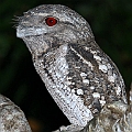 Frogmouths