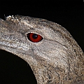 Three Papuan Frogmouths in one evening<br />Canon EOS 7D + EF70-200 F4L IS +EX1.4II + SPEEDLITE 580EXII