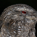 Three Papuan Frogmouths in one evening<br />Canon EOS 7D + EF70-200 F4L IS + EF1.4xII + SPEEDLITE 580EXII