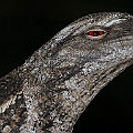 Papuan Frogmouth<br />Canon EOS 7D + EF300 F2.8L III  + SPEEDLITE 580EXII