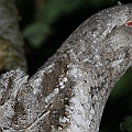 Papuan Frogmouth with a chick<br />Canon EOS 7D + EF300 F2.8L III + EF1.4xII + Speedlite 580EXII