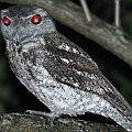 Papuan Frogmouth (male)<br />Canon EOS 7D + F300 F2.8L III + EF2xIII + SPEEDLITE 580EXII