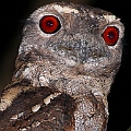 Papuan Frogmouth (female)<br />Canon EOS 7D + EF400 F5.6L + SPEEDLITE 580EXII + Better Beamer