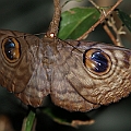 Insects