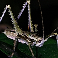 Prickly Katydid (Phricta spp) Commonly seen in rainforest<br />Canon EOS KDX + EF-S60 F2.8