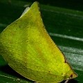Biggest planthopper I have ever seen. Nearly 20mm in length (Siphanta)<br />Canon EOS KDX + EF-S60 F2.8 + SPEEDLITE380