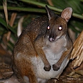 Macropods