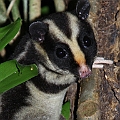 Possums