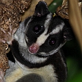 Striped Possum<br />Canon EOS 7D + EF300 F2.8L III  + SPEEDLITE 580EXII