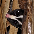 Striped Possum<br />Canon EOS 7D + EF400 F5.6L + SPEEDLITE 580EXII + Better Beamer