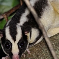 Striped Possum in Collins Ave. This possum came out from Botanic Garden and crossed the canopy over Collins Ave and disappeared in Centernay Park<br />Canon EOS 7D + EF400 F5.6L + SPEEDLITE 580EXII + Better Beamer