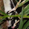 Striped Possum<br />Canon EOS 7D + EF400 F5.6L + SPEEDLITE 580EXII + Better Beamer