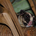 Striped Possum. This possum was first observed on 29-07-2011<br />Canon EOS 7D + EF400 F5.6L + SPEEDLITE 580EXII + Better Beamer