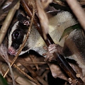 Striped Possum. This possum seems to have a deformed big toe on the right hind foot. <br />Canon EOS 7D + EF400 F5.6L + SPEEDLITE 580EXII + Better Beamer