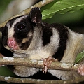 Striped Possum. This possum was first observed on 29-07-2011<br />Canon EOS 7D + EF400 F5.6L + SPEEDLITE 380 + Better Beamer