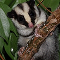Striped Possum<br />Canon EOS 7D + EF400 F5.6L + SPEEDLITE 580EXII + Better Beamer