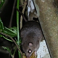 Rats