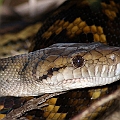 Snakes