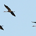 Sarus Cranes flying over Lake Tinaroo (Crane Count)<br />Canon EOS 7D + EF300 F2.8L III + EF2xIII