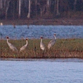 Sarus Cranes landed at Pelican Point<br />Canon EOS 7D + EF300 F2.8L III + EF2xIII (ISO12800)