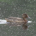 Two Freckled Ducks in Hasties Swamp<br />Canon EOS 7D + EF400 F5.6L