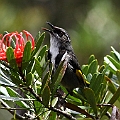 Crescent Honeyeater<br />Canon EOS 7D + EF400 F5.6L