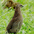 Brown Quail in France Rd<br />Canon EOS 7D + EF300 F2.8L III + EF1.4xII
