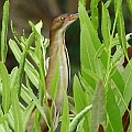 Little Bittern on Croc farm<br />Canon EOS 7D + EF400 F5.6L