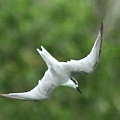 Little Tern over sewage ponds next to Croc Farm<br />Canon EOS 7D + EF400 F5.6L
