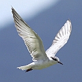 Whiskered Tern<br />Canon EOS 7D + EF400 F5.6L