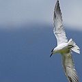 Whiskered Tern<br />Canon EOS 7D + EF400 F5.6L