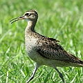 Little Curlew possibly second year still juvenile feathers in the wings in France Rd.<br />Canon EOS 7D + EF300 F2.8L III + EF2xIII