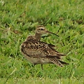 Little Curlew in France Rd <br />Kowa TSN4 + Sony DSC W100