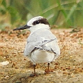 Little Tern at sewage pond next to Croc Farm<br />Kowa TSN4 + Sony DSC W100